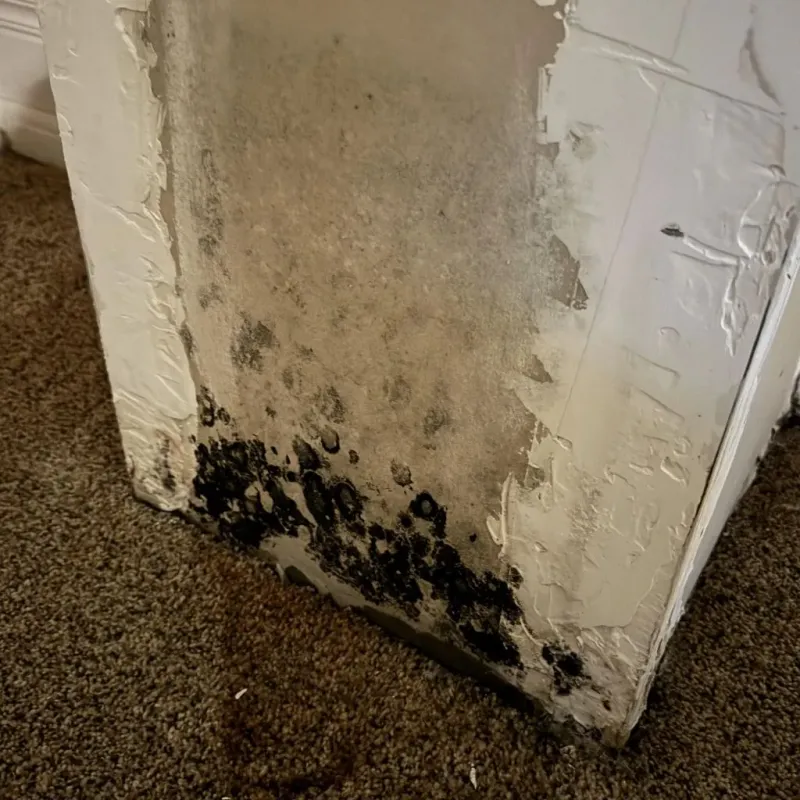 Professional Mold Removal in Artesia, CA
